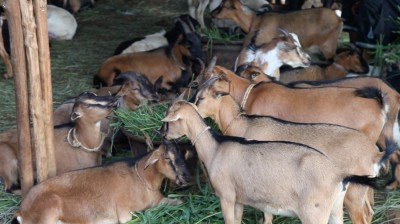 Madrasah Zeenatul Quran Qurbani 2017