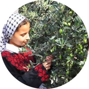 Madrasah Zeenatul Quran Gift Fruit Tree